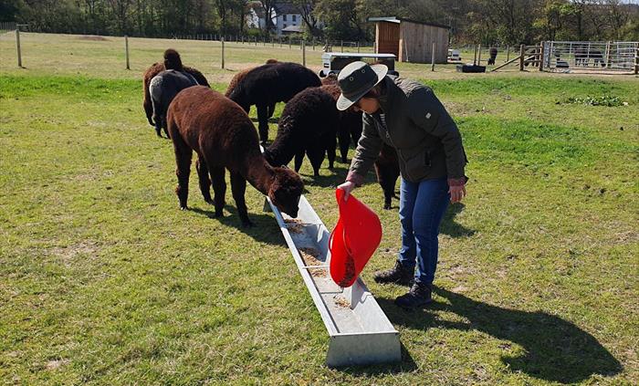 Alpaca Walking at Sweet Home Alpaca